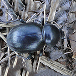 Psammodes bertolonii